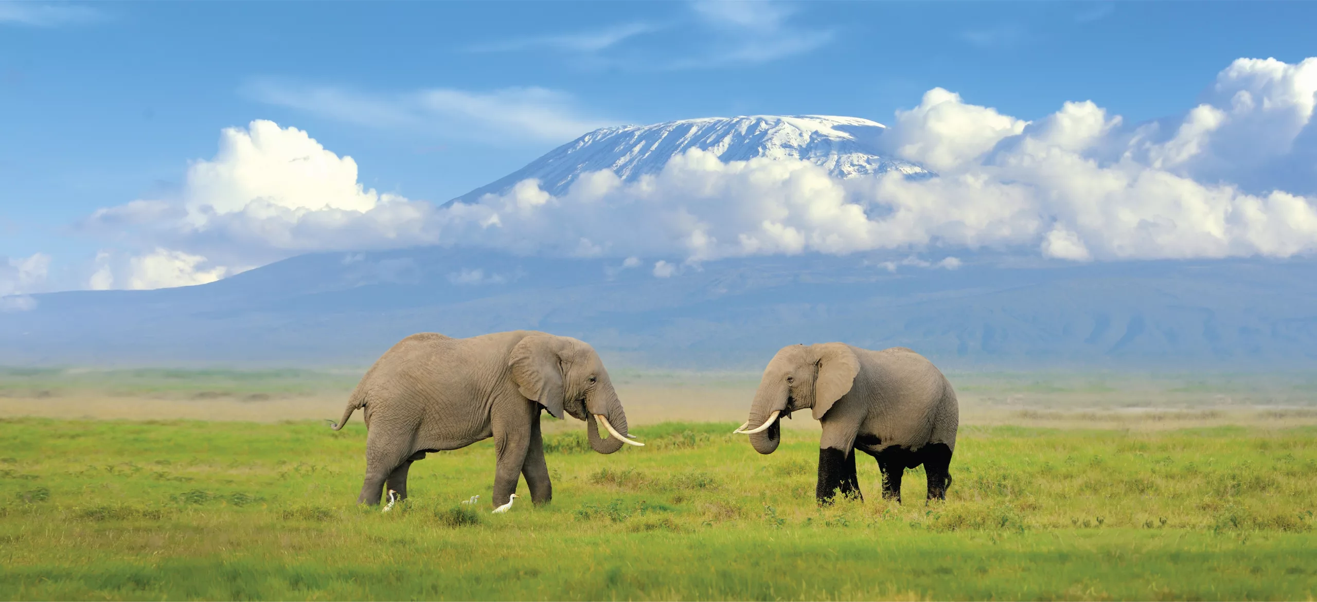 Mount Kilimanjaro – The Highest Mountain in Africa